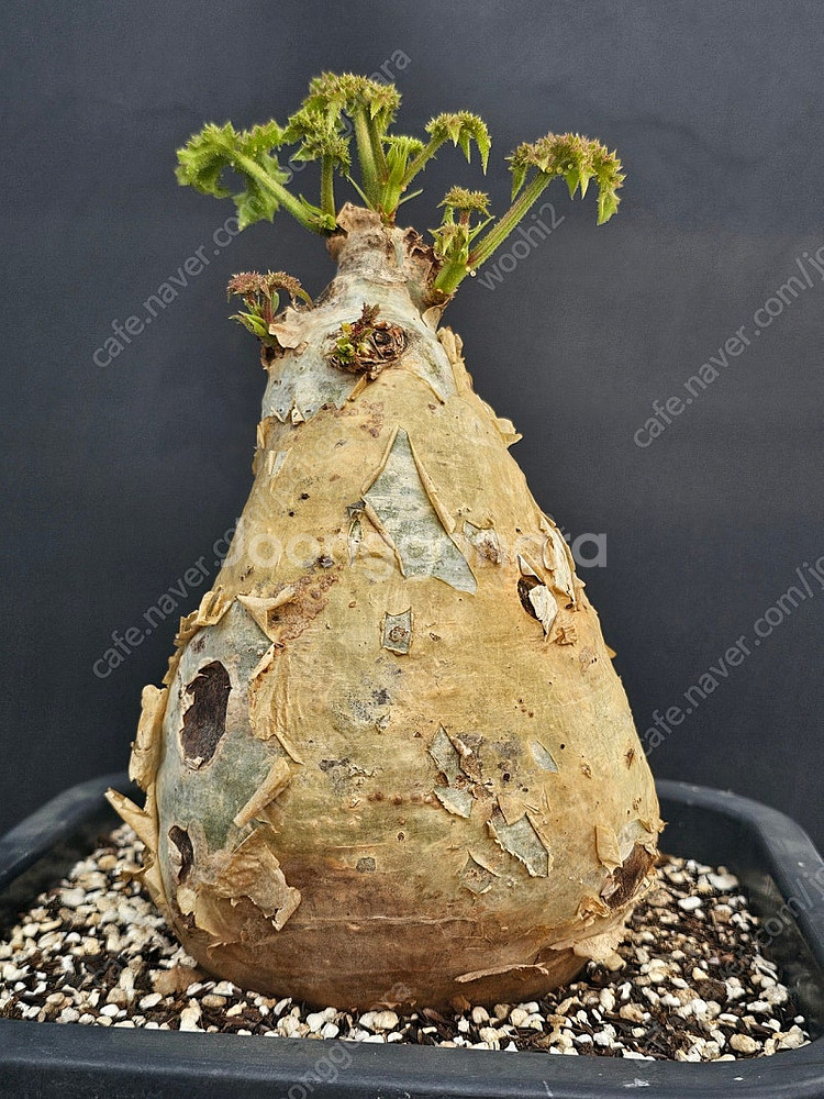 씨포스템마 우터 (아프리카식물/코덱스)--6